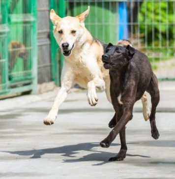 MAI scoate la concurs 264 de posturi din sursă externă pentru Poliţia Protecţia Animalelor