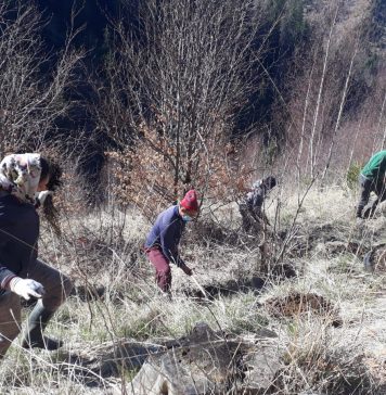 Zentiva demarează un proiect de refacere a 6 hectare de pădure într-o zonă din Munții Făgăraș