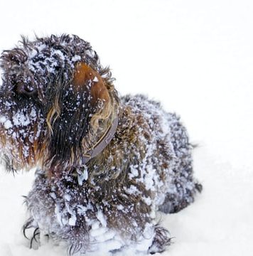 Cod galben de ninsori în 15 județe. Va ninge și în Capitală