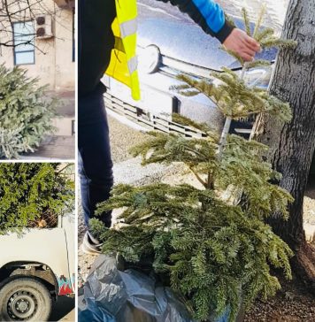 A început strângerea brazilor de Crăciun din Sectorul 3