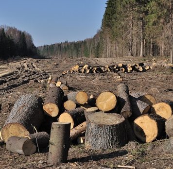 Peste 1.300 de metri cubi de lemn tăiaţi ilegal au fost descoperiţi în ultimele 7 zile