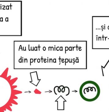 O fetiță de 12 ani cu origini româneștia făcut un videoclip despre vaccinul antiCOVID și a devenit viral