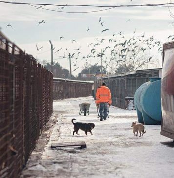 750 de câini dintr-un adăpost al primăriei sectorului 1 riscă să devină victime colaterale în scandalul Clotilde Armand-Romprest