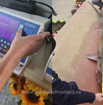Tulcea: Un sturion de 140 kg pescuit ilegal, eliberat în Dunăre de Poliția de Frontieră