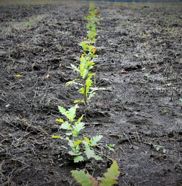 Romsilva marchează debutul Lunii Plantării Arborilor prin acțiuni de împădurire la nivelul direcțiilor silvice