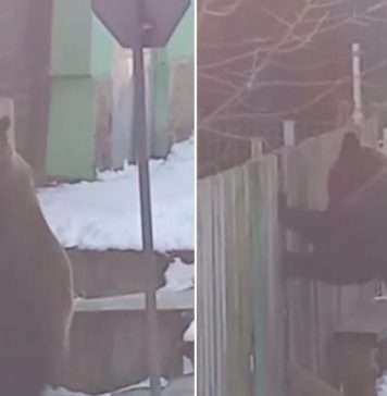 VIDEO Doi urși, filmați când băteau la poarta unei case din Azuga și încercau să intre în curte