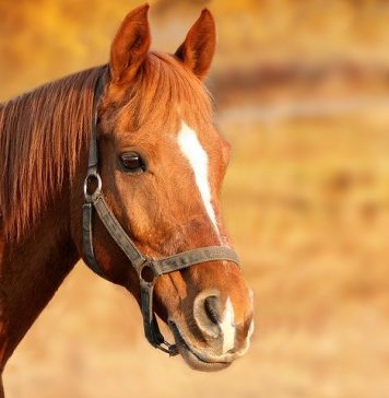 Afumați. Un bărbat care şi-a incendiat calul a fost reţinut de poliţie. Ce trebuie să facem dacă vedem animale abuzate