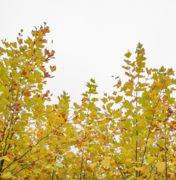 Sector 6: Întreţinerea şi salubrizarea spaţiilor verzi aferente blocurilor vor fi realizate de asociaţiile de proprietari