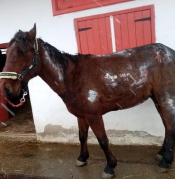 Bărbatul care și-a incendiat intenționat calul ar putea fi arestat preventiv