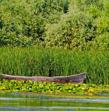 A început prohibiția generală la pescuit pentru anul 2021. În Deltă se poate pescui scrumbie, dar doar în scop familial