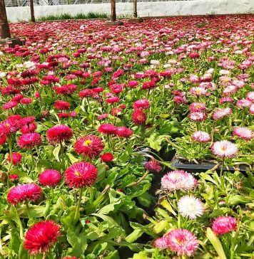 ADP Sector 2, anunț către asociațiile de locatari care vor să amenajeze spațiile verzi din jurul blocurilor