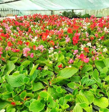 Asociațiile de proprietari din Sectorul 2 pot cere de la ADP flori, arbuști sau gazon pentru amenajarea spațiilor verzi