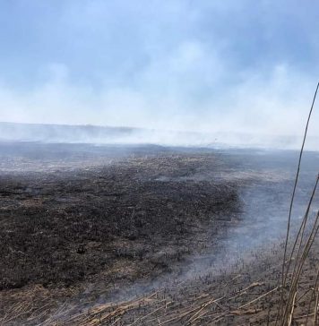 Garda Naţională de Mediu, apel către cetăţeni să nu dea foc la mirişti, la deşeuri menajere sau vegetaţie uscată