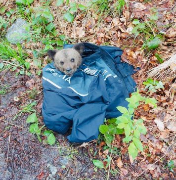 Un pui de urs a fost salvat după ce a căzut de la înălțime. Cum procedezi când găseşti un animal abandonat