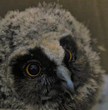 Pui de bufniță găsit rănit în București din cauza unei furtuni, salvat și dus la un centru special