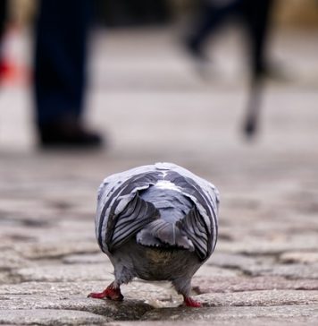 Lista străzilor din București care se transformă în zone pietonale în weekend