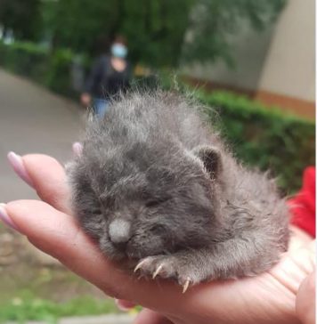 Pui de pisică blocat în spatele scutului de protecţie al unei mașini, salvat de polițiștii locali