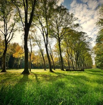 Un nou parc apare în Bucureşti. Unde se va situa şi când va fi gata