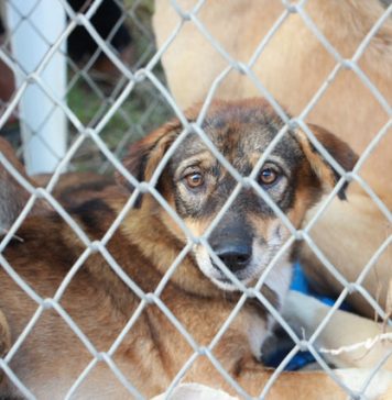 Zonele din Ilfov în care se abandonează animale, monitorizate prin camere video