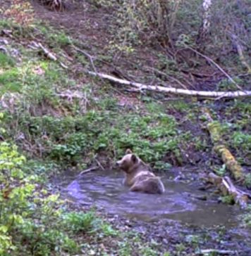 Imagini spectaculoase / Cum au profitat mai mulți cerbi și urși de o „piscină” în pădure – Romsilva