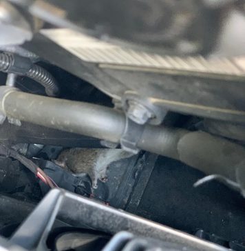 Avocatul Adrian Cuculis îl dă în judecată pe Nicuşor Dan după ce şobolanii i-au ros cablurile de la maşină