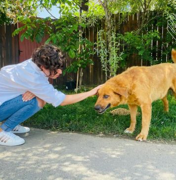 Protecția Animalelor din cadrul CJ Ilfov vine în sprijinul animalelor abandonate – FOTO