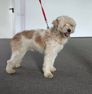 FOTO/ Președintele CJ Ilfov: Nu întoarcem spatele niciunui animal în nevoie