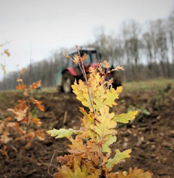 Ministrul Mediului contestă Strategia pentru Păduri Europeană: Avem ținte ambițioase