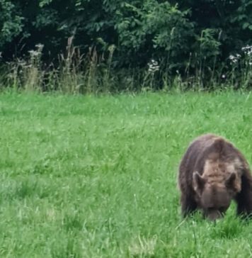 Copil atacat de un urs pe o uliță din sat. Ce județ a căzut pradă animalelor periculoase