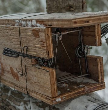 În Sectorul 6, au început tratamentele de deratizare la exterior. Se pun capcane cu otravă