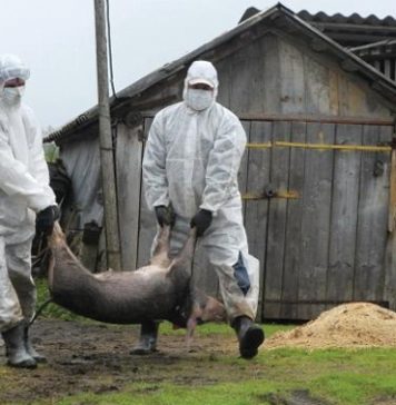 Focar de pestă porcină africană în Sibiu. Autoritățile sunt în alertă