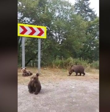 Șoșoacă i-a certat pe localnicii din zona Transfăgărășan că sperie urșii în loc să-i hrănească
