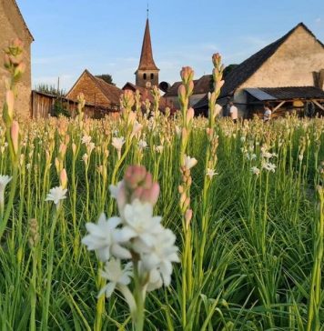 Tuberoza de Hoghilag, prima floare protejată din România și a treia din UE