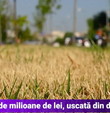 Peisaj dezolant în București. Gazonul și copacii tineri s-au uscat, iar autoritățile nu fac nimic