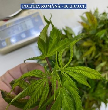Cannabis găsit în Parlament, la un membru AUR(FOTO) – verificat de SPP