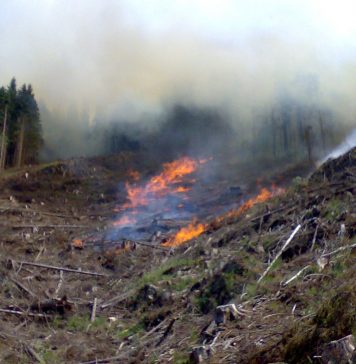 Aproape 100 de incendii de pădure(peste 550 hectare afectate) în România – în primele 6 luni ale anului; Romsilva anunță măsuri suplimentare