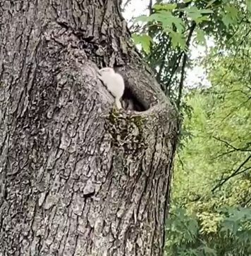 Apariție rară în Parcul Mogoșoaia. O veveriță complet albă i-a uimit pe vizitatori – FOTO