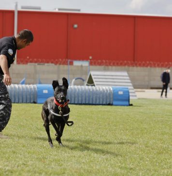 VIDEO Poliţia vamală a confiscat, în 9 luni, ţigări de circa 30 de milioane de lei. Echipele canine, eroi la frontierele țării