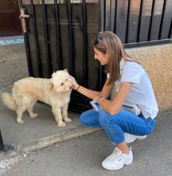 Sectorul 3: Campania de informare despre microciparea și sterilizarea animalelor de companie a ajuns în peste 1.300 de case