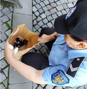 Bucureștean amendat cu 3.000 lei pentru că a abandonat 5 pui de pisică