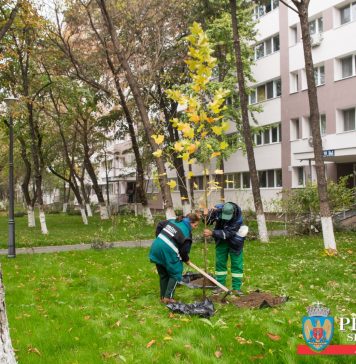 În Sectorul 6 începe o campanie de plantare de arbori