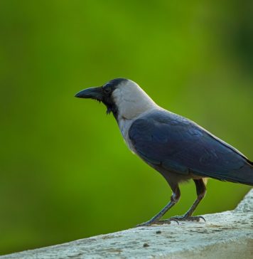 Numărul ciorilor și porumbeilor, în continuă creștere în București