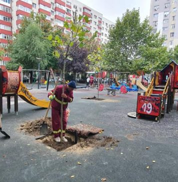 Au început plantările de toamnă în Sectorul 3