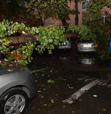 NEWS ALERT / Copac căzut peste mașini în Sectorul 3 – FOTO