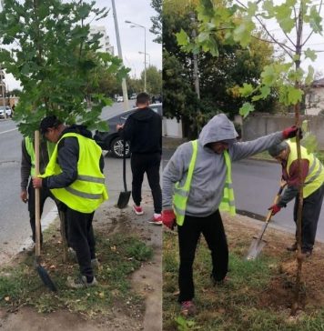 ADP Sector 1 înlocuiește arborii uscați din mai multe locații