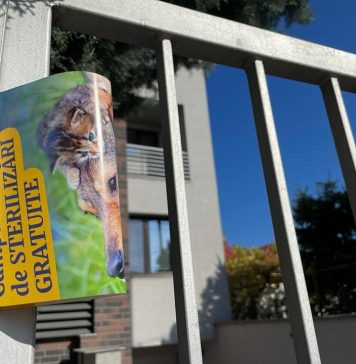 Rezultatele Campaniei de informare despre beneficiile sterilizării și microcipării animalelor de companie