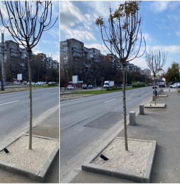 Primarul Sectorului 6: Campania de plantare de arbori continuă
