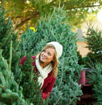 Patru târguri de brazi vor fi deschise în Sectorul 6. Cu cât se va vinde un brad în acest an