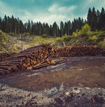 Peste 100 de lideri ai lumii promit să pună capăt defrișărilor până în 2030