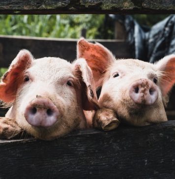 ANSVSA, pe urmele samsarilor de porci. ”Clientul misterios”, printre vânzătorii ilegali din București și județele limitrofe